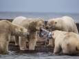 Dorpje in Alaska overspoeld met hongerige ijsberen én toeristen