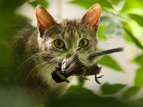 Knuffelpoes Poekie is meedogenloze killer die de polder leeg rooft; daarom willen vogelliefhebbers een avondklok voor katten