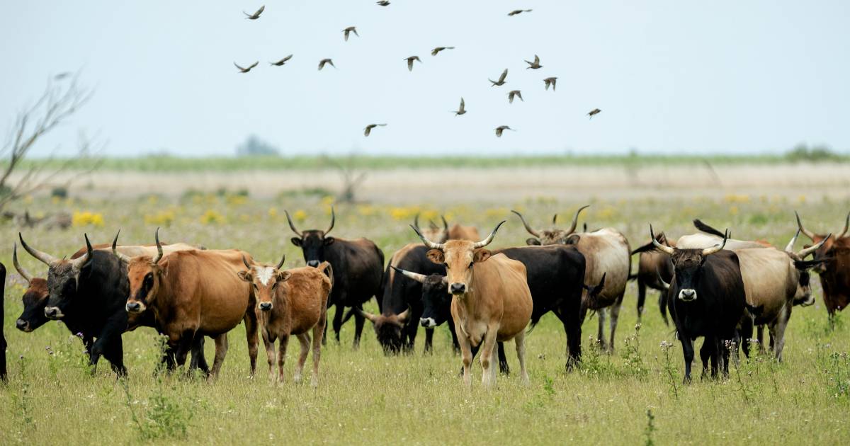 Boswachters hoeven hongerende grazers niet bij te voeren tijdens koude winter in Oostvaardersplassen