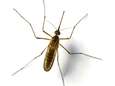 Muggenoverlast piekt vroeg: onderzoek naar overdragen infectieziekten