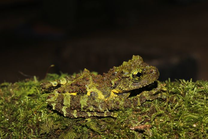 Newly discovered frog species from northern Vietnam that camouflages itself with its mossy skin.