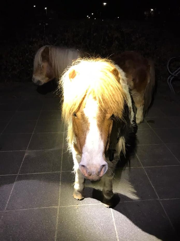 De loslopende Barneveldse pony’s.