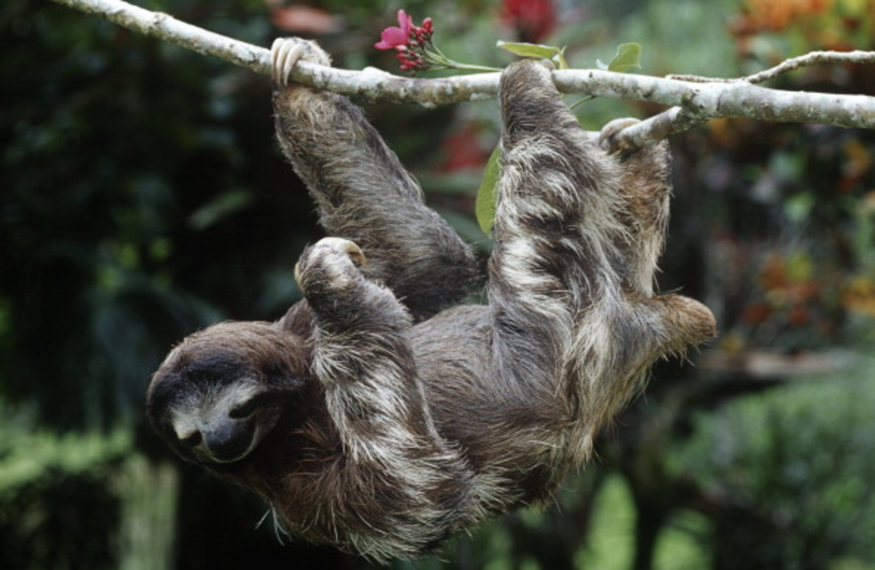 De drievingerige luiaard, een levende kleerhanger. Beeld  Getty Images