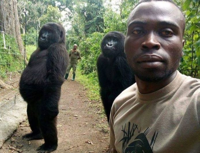 De gorilla's Ndakasi en Matabishi op de foto met rangers Mathieu Shamavu en Patrick Sadiki.