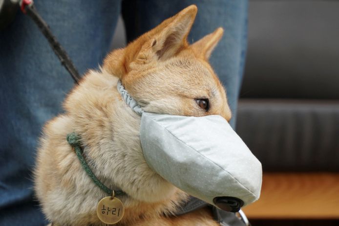 Hond Hari uit de Zuid-Koreaanse stad Incheon draagt een masker dat de lucht die hij inademt filtert.