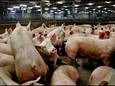 Varkens na aankomst bij varkensslachterij VION in Boxtel.