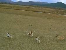 Un agriculteur utilise un drone pour protéger son veau face à une meute de chiens