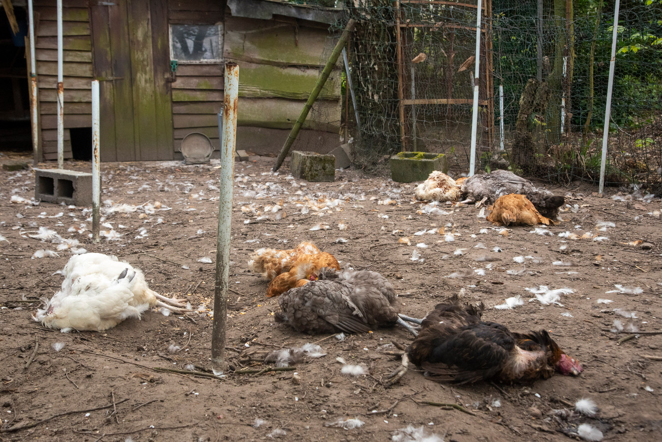 gazon vochtigheid Vertellen Twee meter hoge draad rondom hele tuin en een waakhond, maar toch krijgt  vos elf kippen te pakken | Foto | hln.be