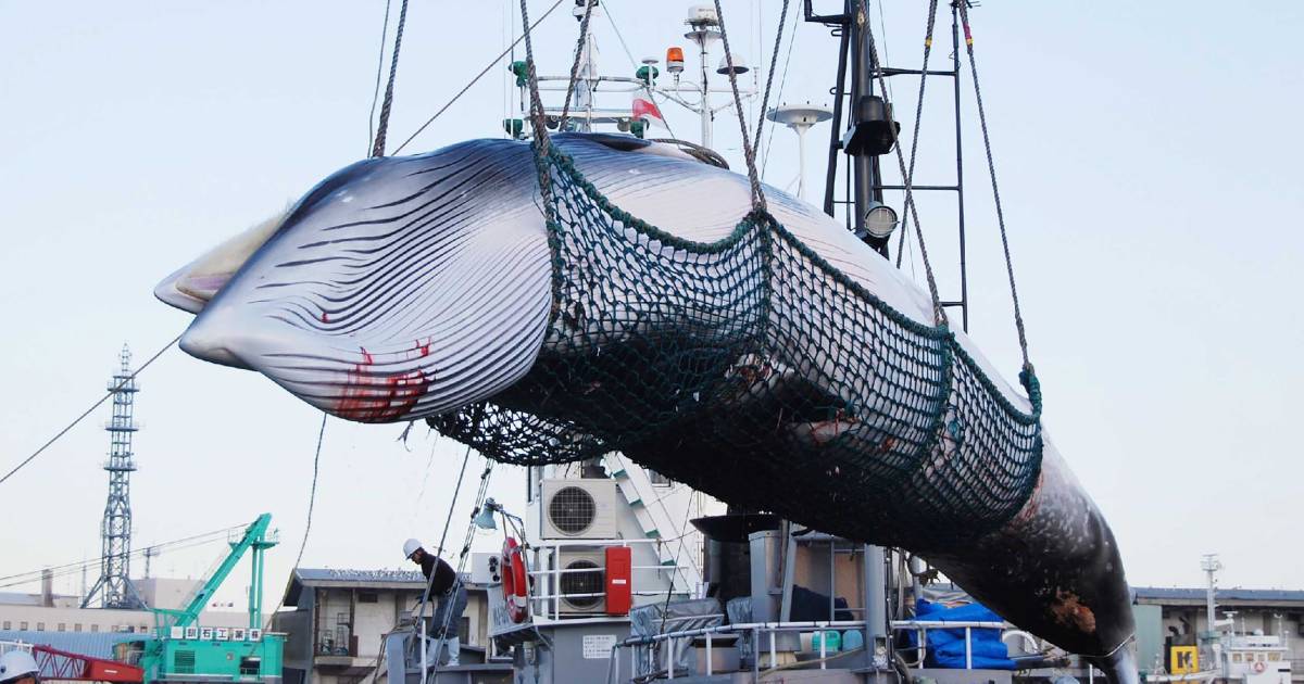 japan-herneemt-commerci-le-walvisjacht-eerste-schepen-vertrokken