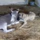 Lief: ezel helpt gehandicapt hondenvriendje