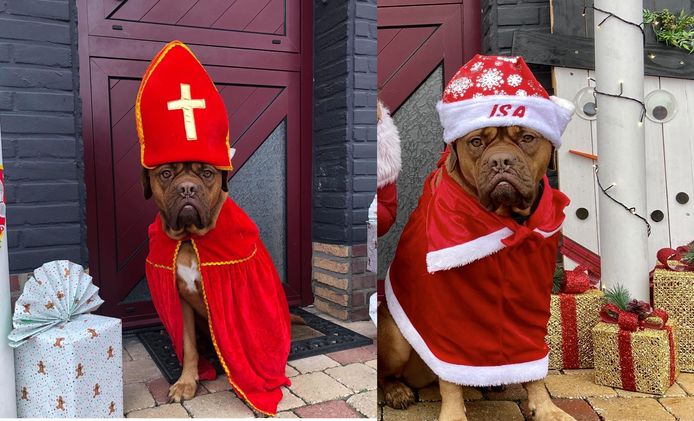 Arthur rek buurman Sinterklaashond steelt nu ook de show als kerstman: “Ze doet niets liever  dan zich te verkleden” | Kapellen | hln.be