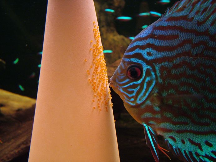 Cichliden zijn baarsachtige vissen met spectaculaire kleuren en een modelgroep voor onderzoek naar evolutie.