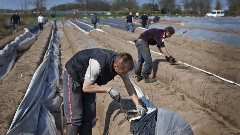 Poolse arbeiders aan het werk op een aspergekwekerij in het Limburgse Helden. Beeld anp