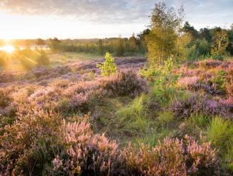 Wordt Grenspark Kalmthoutse Heide een Nationaal Park ? Vandaag valt de beslissing om zich al dan niet kandidaat te stellen