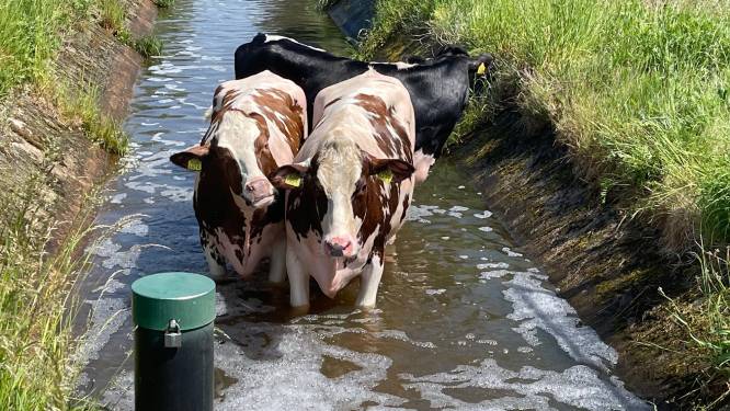 Zes koeien belanden in de sloot in Nieuwkuijk 