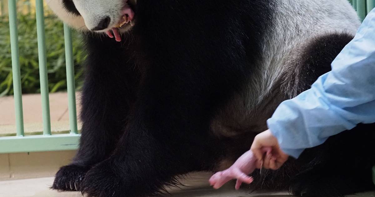 Un panda géant prêté à la France donne naissance à des jumeaux |  À l’étranger