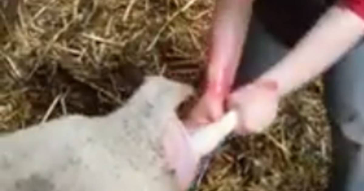 Sofie (3) helpt bij het lammeren