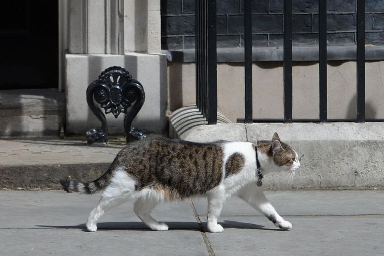 Larry, oftewel Chief Mouser, paradeert voor de deur van 10 Downing Street. De kat blijft er wonen. Tijdens zijn laatste vragenuurtje zinspeelde Cameron op geruchten dat hij Larry niet leuk zou vinden. Gekscherend liet hij een foto van hem en Larry zien. Beeld afp