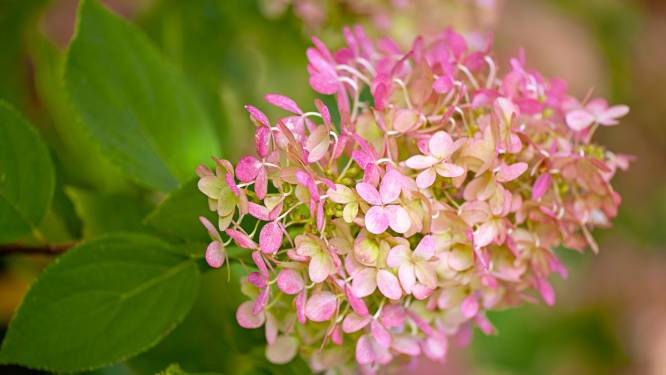 Hortensia’s zien er mooi uit, maar insecten hebben er vaak niets aan