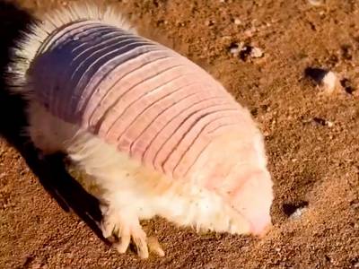 Dit unieke diertje is enige ter wereld met dubbele huid