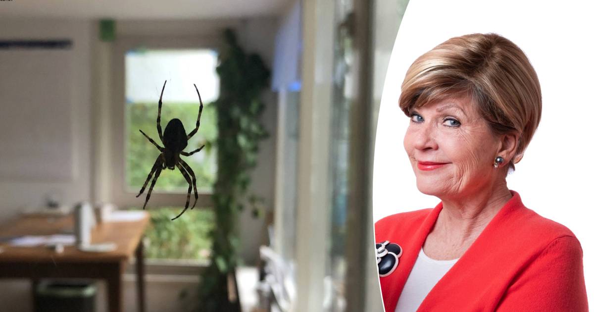 Spiders creep into our homes, get rid of them with these home remedies  To clean