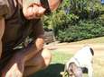 Pakjesbezorgers delen hun liefdevolle ontmoetingen met honden 