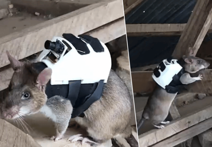 De ratten worden uitgerust met hoogtechnologische ‘rugzakjes’ waarmee ze onder meer slachtoffers kunnen redden die na een aardbeving onder het puin zijn terechtgekomen.