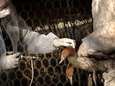Un premier élevage français contaminé par la grippe aviaire