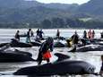 Opnieuw 200 walvissen gestrand in Nieuw-Zeeland