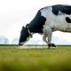 Een VR-bril geeft de koe rust, en de mens meer melk