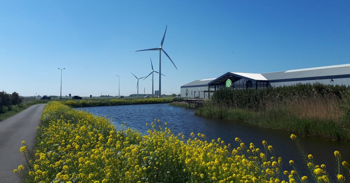 de rijnstreek wil meer windmolens in groene hart je kunt grote slagen maken met windenergie windmolens in het groene hart ad nl