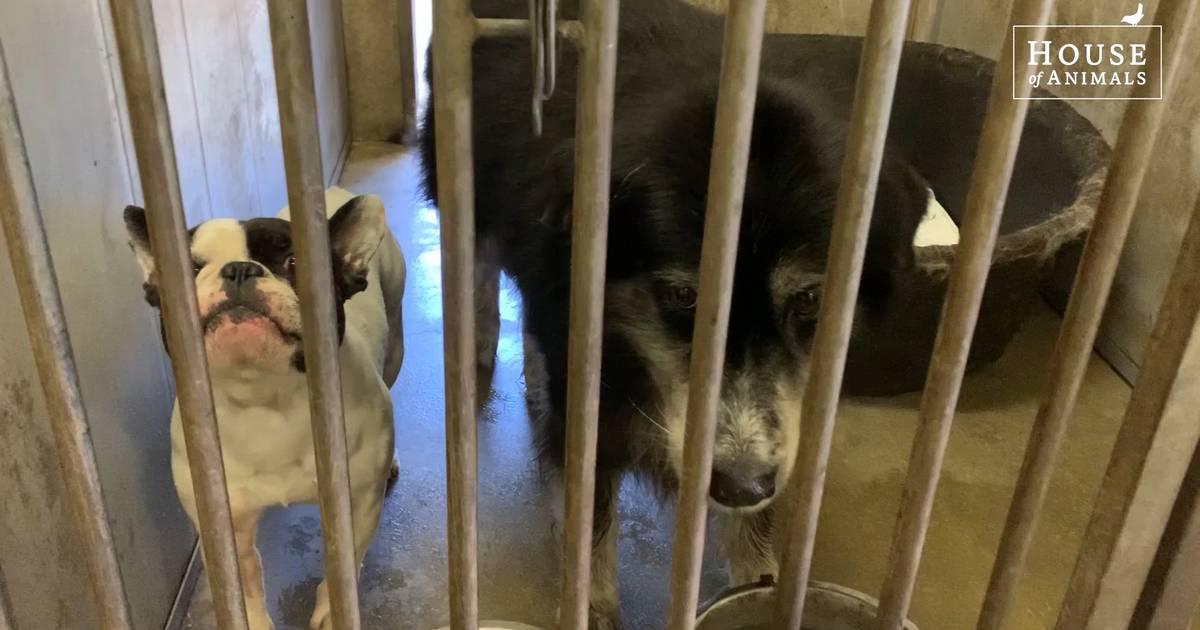 Undercoverbeelden tonen misstanden bij hondenfokker in Chaam: ‘Hokken vol ontlasting’ | Alphen-Chaam