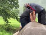 Artsen reanimeren olifant na val in afvoerput in Thailand