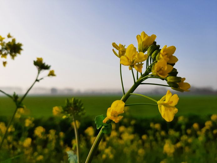 IVN Dintel- en marklanden hoopt groepsactiviteiten zoals de natuurwandelingen binnenkort weer op te starten.