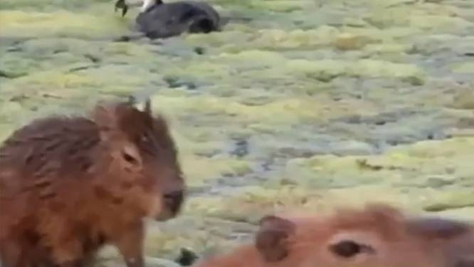 Schattige capibara beleeft tijd van zijn leven op rug mama