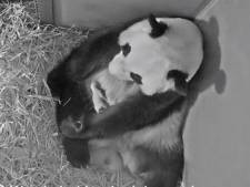 Babypanda is een week oud: ‘Tot nu toe gaat alles goed’