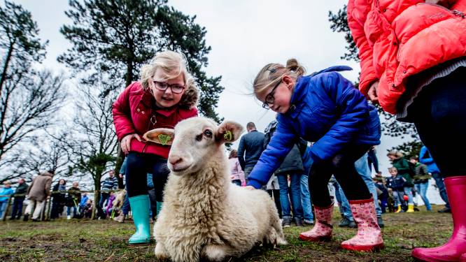 Streep door lammetjesdag op de Veluwe door enthousiaste kinderen: ‘We zijn geen pretpark’