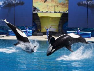 Opnieuw dode orka in SeaWorld