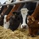 ‘Veehouderij stoppen zou even logische eis moeten zijn als fossiele brandstoffen in de grond houden’