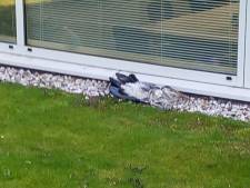 Een van eerste vluchten van jonge reiger eindigt tegen raam
