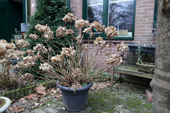 Hortensia's in Leusden zijn doelwit van hortensiaknippers