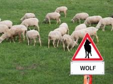 Provincie Brabant wil wolf buiten de deur houden