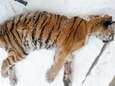 Siberische tijger gaat tegen al haar normale instincten in naar dorp en legt zich voor huis om hulp te vinden