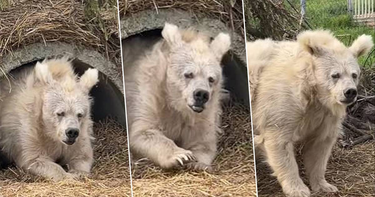 look.  Did you look really sloppy this morning?  Waking up the white bear is the new star of the Internet |  HLN’s Instagram