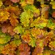 Het lijkt op sommige plaatsen al herfst: ‘Bomen beschermen zichzelf tegen droogte’