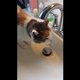 Deze kat drinkt heel grappig uit de waterkraan