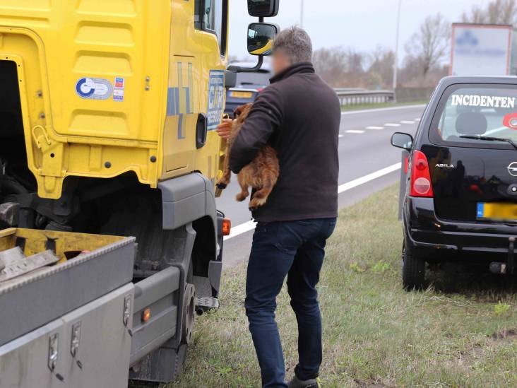 Bestelbus botst achterop vrachtwagen in Waalwijk, hondje met schrik vrij