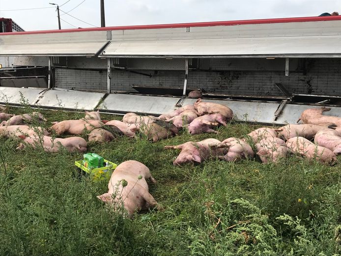 Een vrachtwagen met varkens aan boord kantelde in Lubbeek.