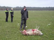 Slachting onder schapen in Renkum, 15 dieren dood in de wei: ‘Wolf moet over het hek zijn gesprongen’