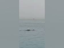 Un Russe tué par un requin en Égypte